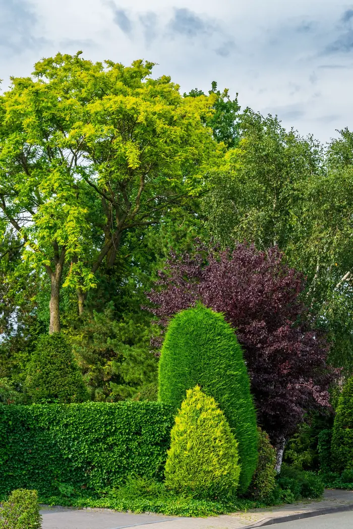 Mature trees and green hedges in a park